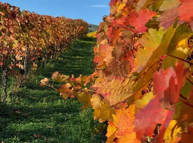 Gaestehaus Manfred Christoffel Bed & Breakfast Kröv